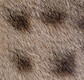 Ocicat · Macro cats · photo 6 Ocicat · Macro cats · photo 6